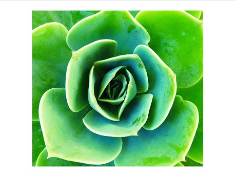 Green succulent plant