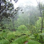 Hawaii forest
