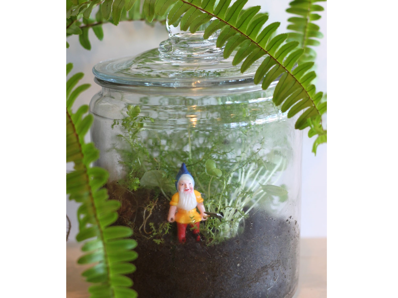 fern and moss terrarium image