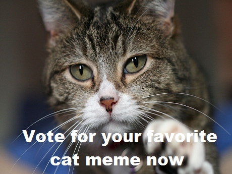 Vote for cat meme