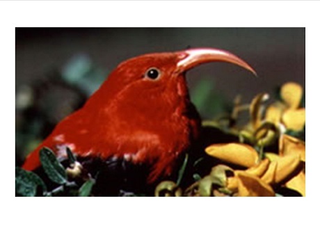 red iiwi bird in leaves