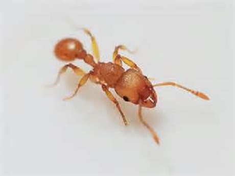 a single fire ant