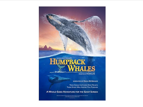 Book cover of a humpback whale breaching the waters