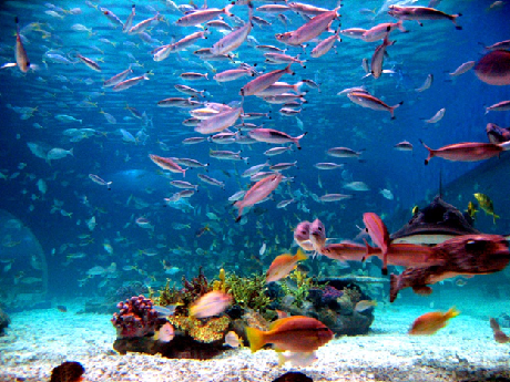 school of fish above the ocean floor