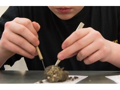 owlpelletdissection.png owlpelletdissection.png