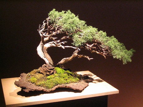 Bonsai