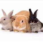 Three rabbits for Kapolei Program