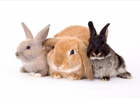 Three rabbits for Kapolei Program