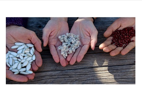 hands holding different seeds
