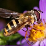 Bee on Flower