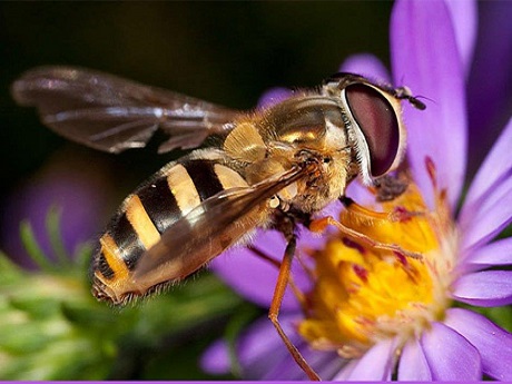 Bee on Flower