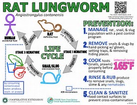 information about rat lungworm infection and how to prevent