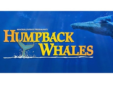 "Humpback Whales" film graphic