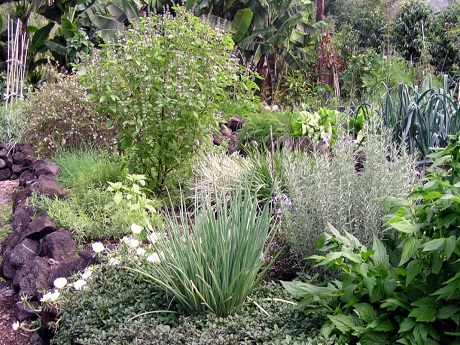 A garden of xeriscape plants