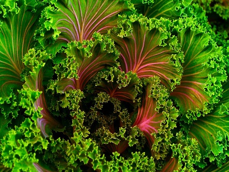 bunches of green leafy vegetables