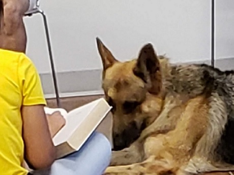 Therapy Dog Listening to a Book