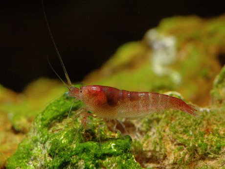 'opae 'ula (red shrimp)