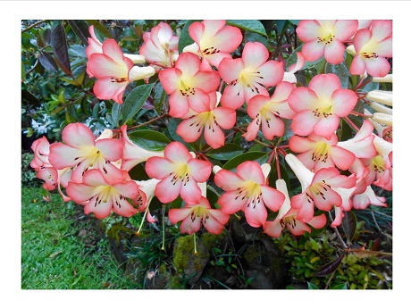Picture of vireya rhododendron