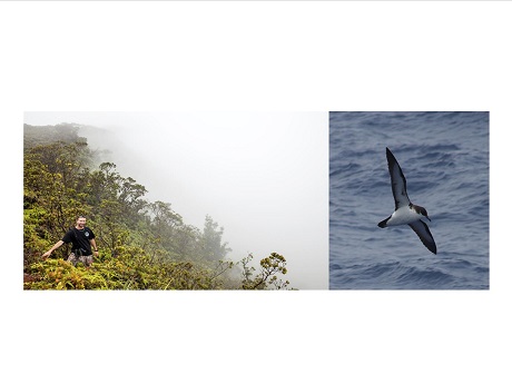 Kauai seabirds