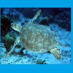 honu (turtle) swimming