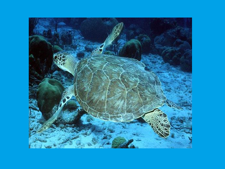 honu (turtle) swimming