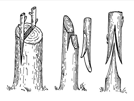 different examples of tree grafting