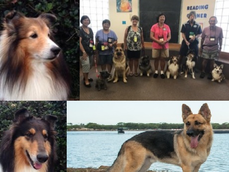 K9 Thera Pets Hawaii TJ, Jaz, BAiley