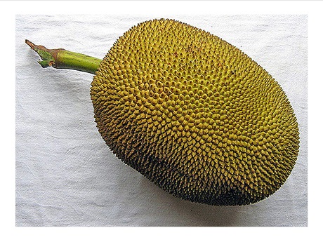 photo of jackfruit