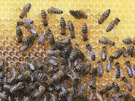 A bunch of bees