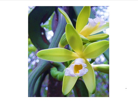vanilla orchid