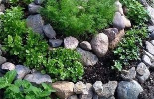 rock garden