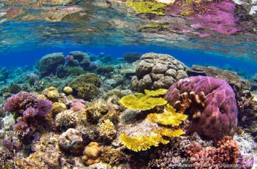 Underwater view of coral