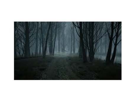 Spooky forest with fog