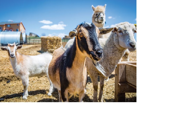 goat sheep and lama on a farm