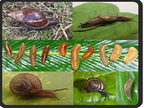 Invasive snails and rat lungworms