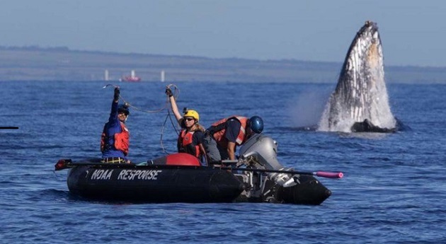 People on a boat with whale breaching in background