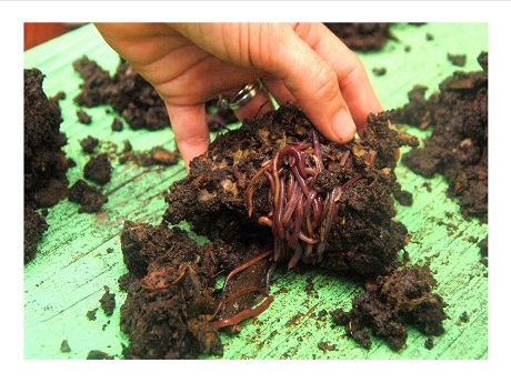 small pile of worms in soil