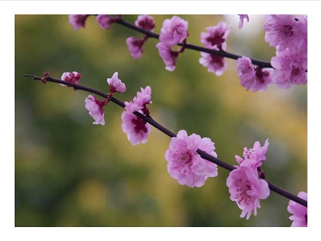 cherry blossoms branch