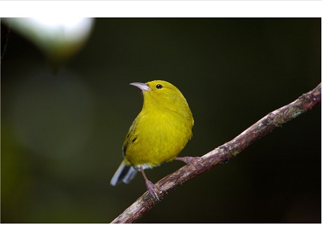Photo of the `Anianiau bird perched on a branch