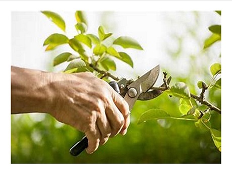 person's hand pruning a branch