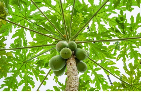 papaya tree