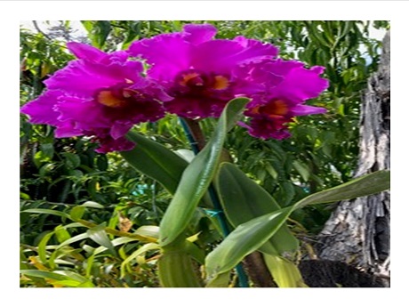 flowering vibrant orchid plant