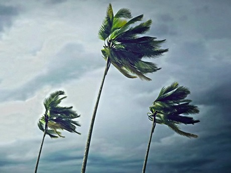 Palm Trees being blown by a stiff wind