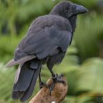 Hawaiian crow