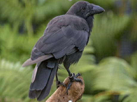 Hawaiian crow