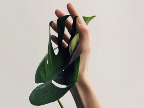 Hand holding monstera leaf.