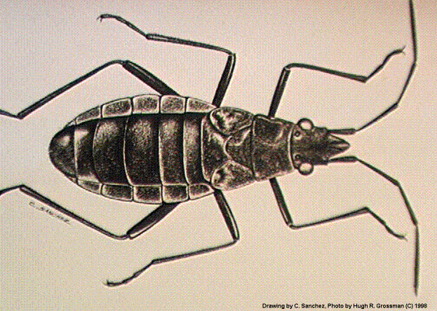Wekiu bug, Drawn by C. Sanchez, Photo by Hugh R. Grossman