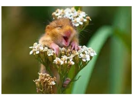 Mouse surrounded by small spring flowers
