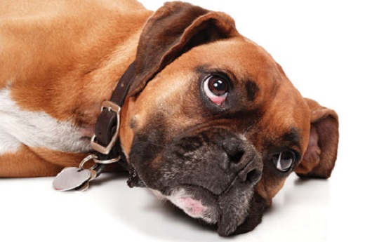 A dog laying on it's side looking up