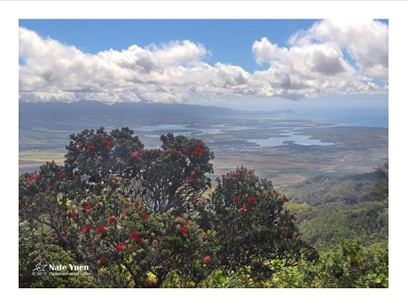 Photo of 'ohia tree and Pearl Harbor in background
